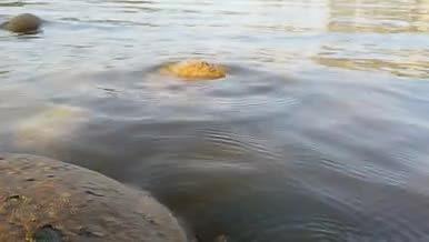 池塘湖水白色鸭子在觅食视频的预览图